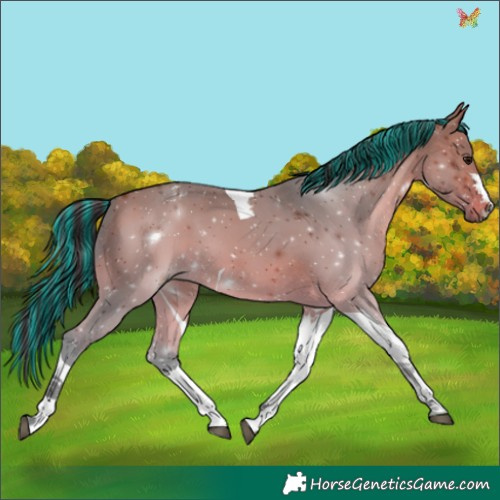 Horse Color:Painted Bay Tobiano