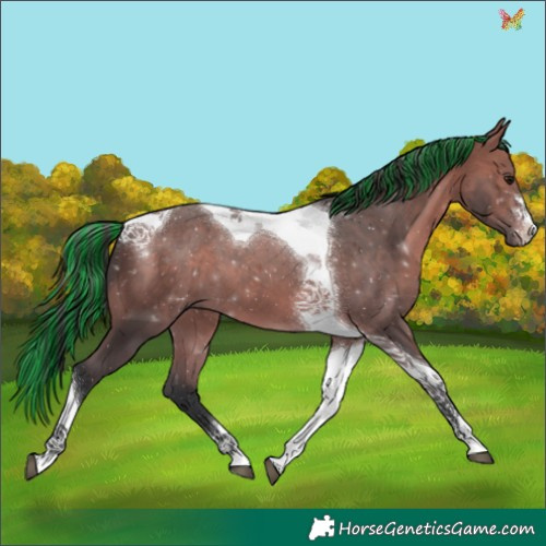 Horse Color:Painted Bay Tobiano 