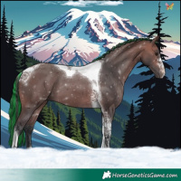 Horse Color:Painted Bay Tobiano 