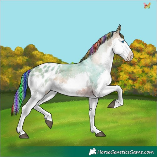 Horse Color:Painted Watercolor White Spotted Bay Splash Tobiano Appaloosa 
