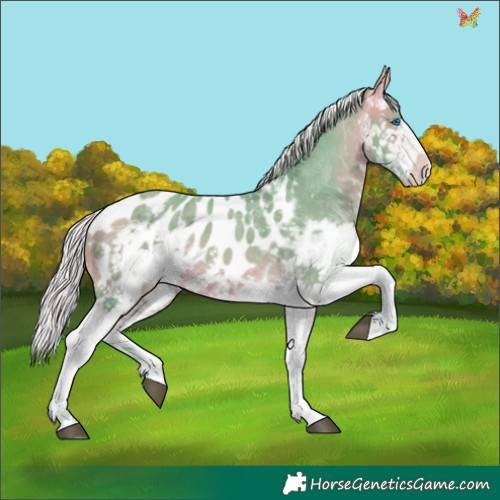 Horse Color:Watercolor Silver Buckskin Sabino Splash Appaloosa 