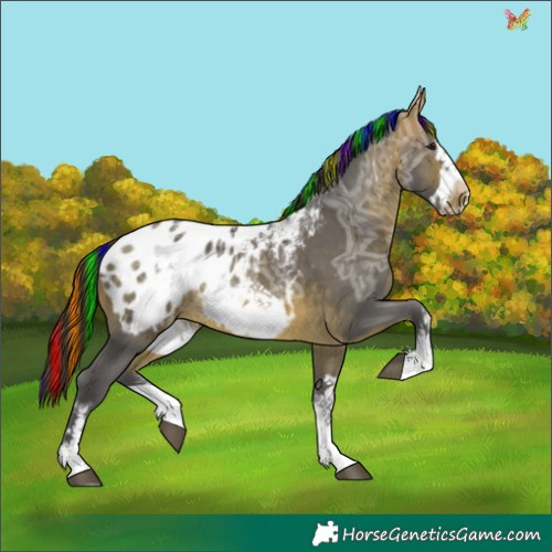 Horse Color:Painted White Spotted Buckskin Ice Frame Appaloosa 