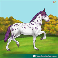 Horse Color:Watercolor White Spotted Buckskin Ice Splash Frame Appaloosa 