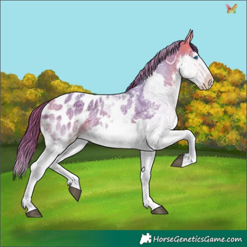 Horse Color:Watercolor Buckskin Ice Sabino Splash Appaloosa 