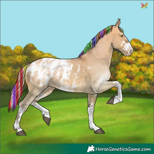 Horse Color:Painted White Spotted Silver Buckskin Ice Dun Appaloosa
