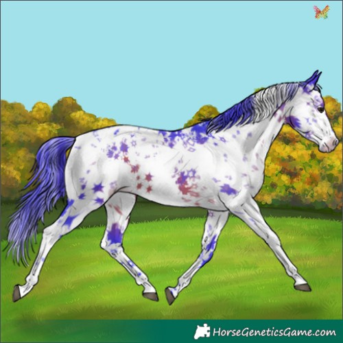 Horse Color:Watercolor White Spotted Brown Sabino Appaloosa