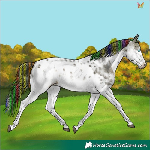 Horse Color:Painted White Spotted Brown Ice Sabino Splash Appaloosa 
