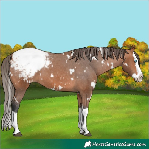 Horse Color:White Spotted Bay Splash Appaloosa 