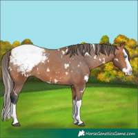Horse Color:White Spotted Bay Splash Snowcap