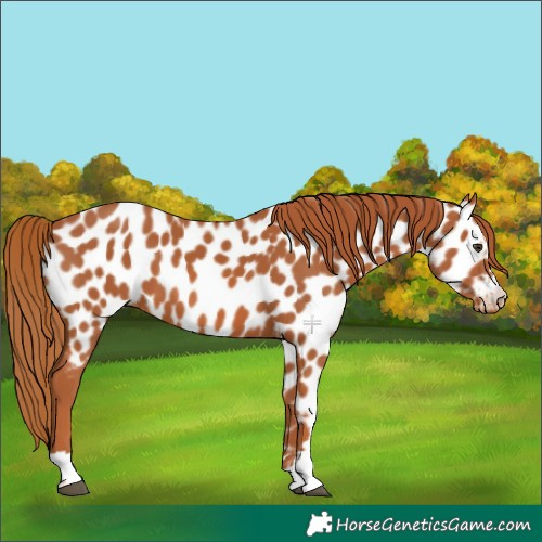 Horse Color:Chestnut Near Leopard 