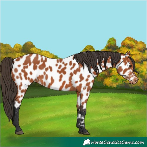 Horse Color:Bay Appaloosa 
