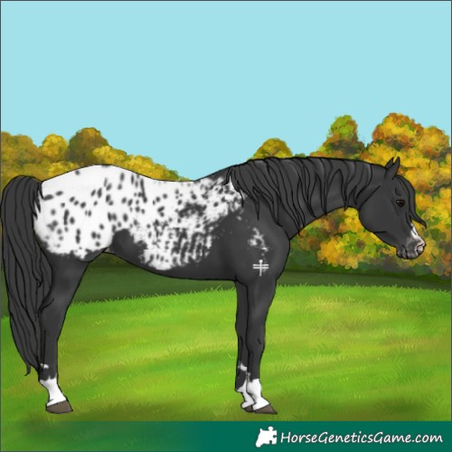 Horse Color:Black Appaloosa 