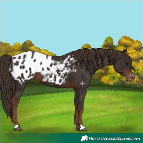 Horse Color:Liver Chestnut Appaloosa 