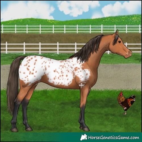 Horse Color:Bay Blanket 