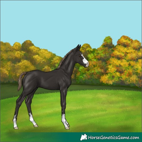 Horse Color:Liver Chestnut 