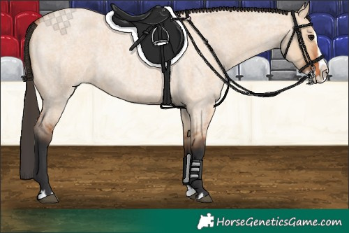 Horse Color:Bay Roan Dun Splash 