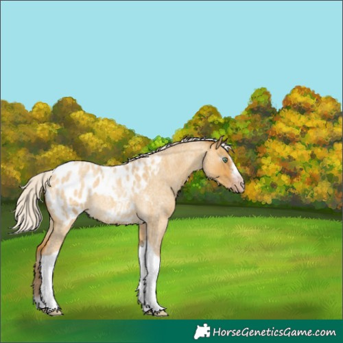 Horse Color:Gray Silver Amber Cream Champagne Roan Dun Splash Tobiano Frame Appaloosa Rabicano 