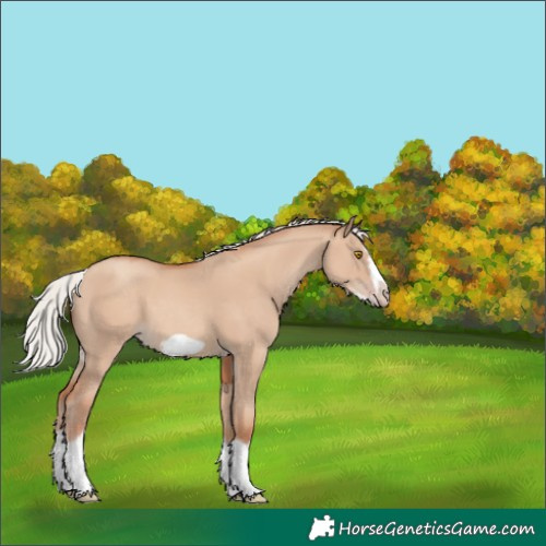 Horse Color:Silver Classic Champagne Dun Splash Frame 