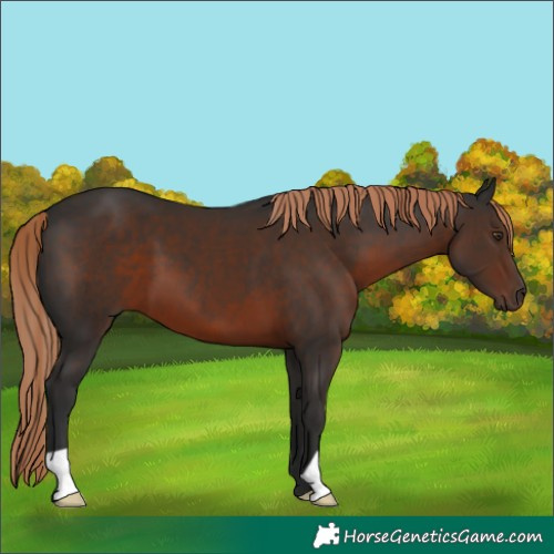 Horse Color:Liver Chestnut 