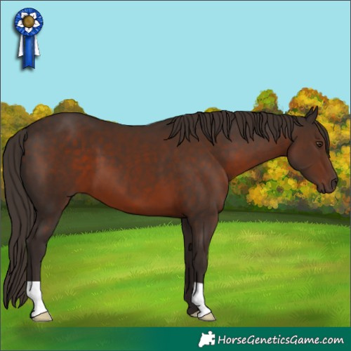 Horse Color:Liver Chestnut 