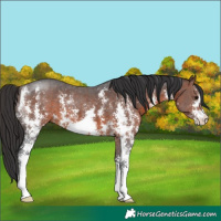 Horse Color:Brown Sabino