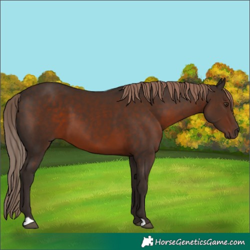 Horse Color:Liver Chestnut 