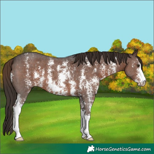 Horse Color:Liver Chestnut Sabino