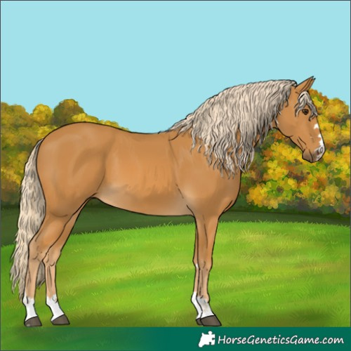 Horse Color:Palomino 