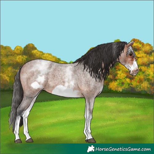 Horse Color:White Spotted Bay Roan Frame 
