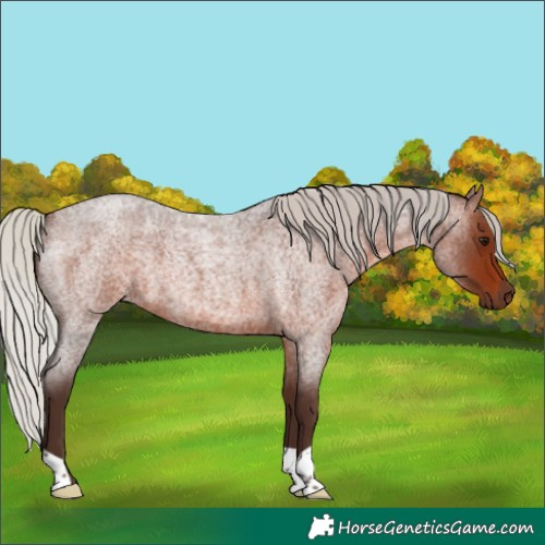 Horse Color:Silver Brown Roan 