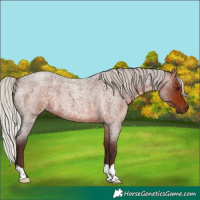Horse Color:Silver Brown Roan 