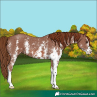 Horse Color:Chestnut Sabino