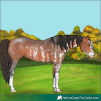 Horse Color:Bay Sabino 