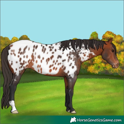 Horse Color:Bay Appaloosa Rabicano 