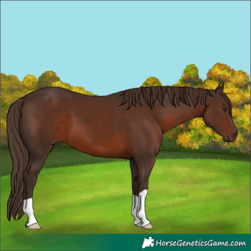 Horse Color:Liver Chestnut 