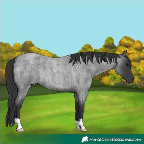 Horse Color:Blue Roan Rabicano 