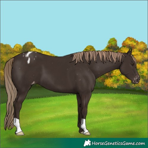 Horse Color:Liver Chestnut Appaloosa 