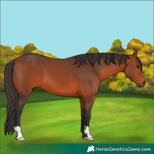 Horse Color:Bay 