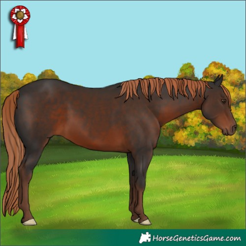 Horse Color:Liver Chestnut 