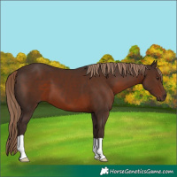 Horse Color:Liver Chestnut 