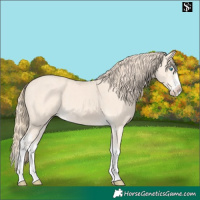 Horse Color:Perlino Splash  and Perlino Splash Frame 