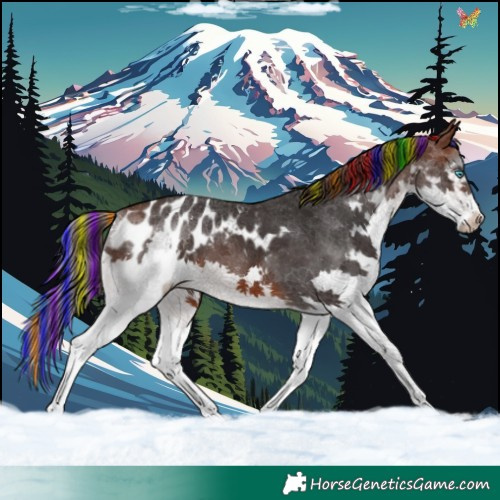 Horse Color:Painted White Spotted Brown Splash Appaloosa 