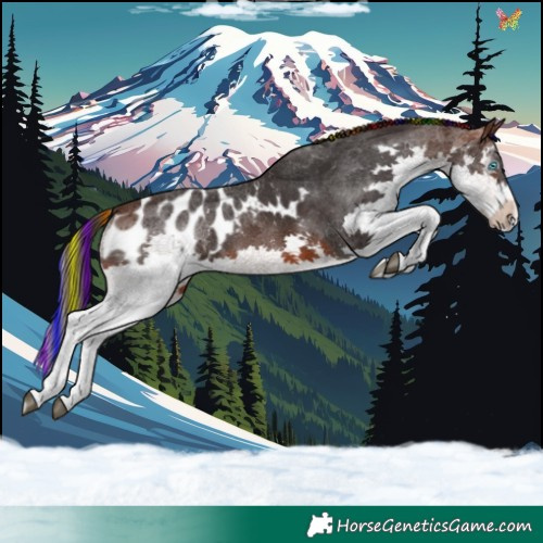 Horse Color:Painted White Spotted Brown Splash Appaloosa 