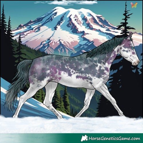 Horse Color:Watercolor White Spotted Brown Sabino Splash 