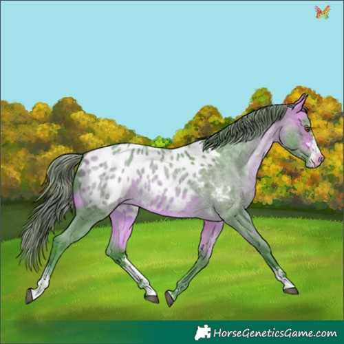 Horse Color:Watercolor Buckskin Roan Sabino Near Leopard 