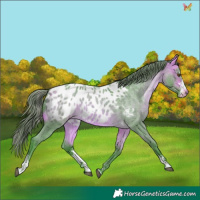 Horse Color:Watercolor Buckskin Roan Sabino Near Leopard
