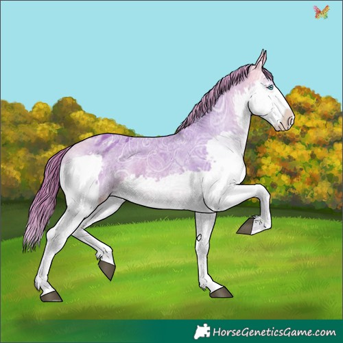 Horse Color:Watercolor Buckskin Ice Sabino Splash Appaloosa 