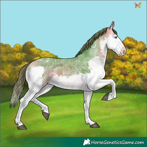 Horse Color:Watercolor Buckskin Ice Sabino Splash Appaloosa 