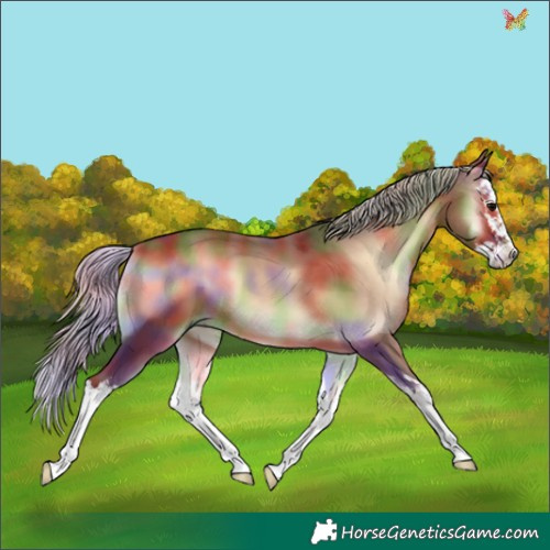 Horse Color:Nacre Silver Brown Onyx Splash 