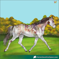 Horse Color:Nacre White Spotted Red Onyx Splash
